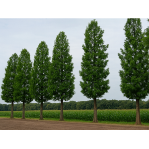 Metasekvoja čínska (Metasequoia glyptostroboides) - výška 350-370 cm, obvod kmeňa 10/12 cm, kont. C30L - NA KMIENKU